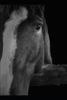 HORSE HEALTH CARE: Ultimate Guidelines for Beginners B0F9FZFGJL Book Cover