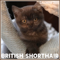 British Shorthair Calendar 2021: Official British Shorthair Calendar 2021, 12 Months B0915V5P3Y Book Cover