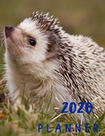Planner 2020: 365 Days Daily Weekly & Monthly Personal Appointment at a Glance Calendar Planner Spread Views 12 Months to Do List | Jan 1, 2020 to Dec 31,  2020 Design Hedgehog Lover Cover 1677634464 Book Cover