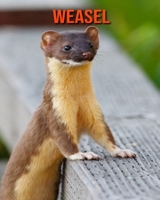 Weasel: Fun Learning Facts About Weasel B08MMYYBXB Book Cover
