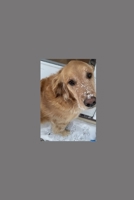 Kashoki and Scotia's Magi B0CR8C257D Book Cover