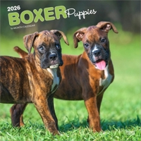 Boxer Puppies 2026 12 X 24 Inch (Hanging) Monthly Square Wall Calendar Plastic-Free B0DYL4LMBM Book Cover