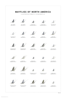 Mayflies of North America Print Set 0979903734 Book Cover