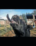 Animals: In the World Around Them 1077638604 Book Cover