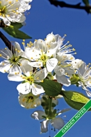 Garden Notes: Mirabelle plum flowers, flowering mirabelle plum tree. Format A5, 120 pages, fine grey lined. Journal, diary, notebook and garden planner for everything that happens in the garden throug 1707924368 Book Cover