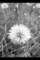 Wisdom of the First Pure: The Journey back to the 6th Dimension * The Workbook * Revised Edition: Part One: Understanding the Journey Home with God 198317517X Book Cover