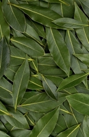 Bay Leaf Journal B0FGRJT4D3 Book Cover