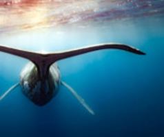 Whales of French Polynesia B0DVZ1KDQ9 Book Cover