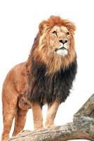 King of the Jungle Notebook: 100 Page Wide-lined Blank Journal 197455760X Book Cover