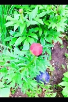 Pleasure B095GJ4T35 Book Cover