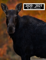 2020-2021 Two Year Planner: Moose Gifts For Men And Women| Blank Lined Notebook to take Notes, To Do Lists, Notepad, Journal, Funny Moose Birthday ... Moose Lovers | Line Ruled Journal | Gag Gift 1671777891 Book Cover