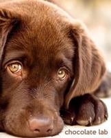 Chocolate Lab: A Gift Journal for People who Love Dogs: Chocolate Labrador Retriever Edition 149444433X Book Cover
