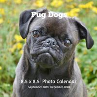 Pug Dogs 8.5 X 8.5 Photo Calendar September 2019 -December 2020: Monthly Calendar with U.S./UK/ Canadian/Christian/Jewish/Muslim Holidays-Dog Breeds Puppies 107251625X Book Cover