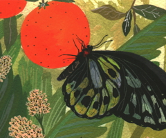 Butterflies: Quicknotes 1623259061 Book Cover