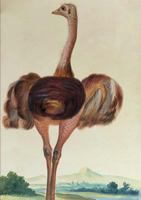 Carnet Ligna(c), Autruche 2016139048 Book Cover