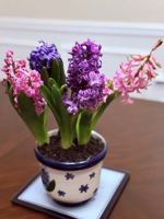 A Bouquet of Hyacinths B0F932FPHG Book Cover