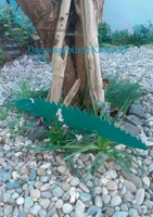 Das ausgebüxte Krokodil: Ein Vorlesebuch (German Edition) 3751921699 Book Cover