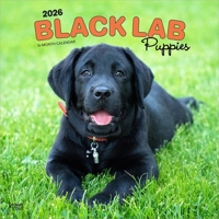 Black Labrador Retriever Puppies 2026 12 X 24 Inch (Hanging) Monthly Square Wall Calendar Plastic-Free B0DYLD9HNC Book Cover