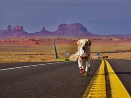 Kobie Dog USA: Arizona 0999844407 Book Cover