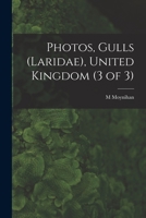 Photos, Gulls (Laridae), United Kingdom (3 of 3) 1013574176 Book Cover