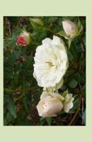White Rose 2014 Weekly Calendar: 2014 weekly calendar with a cover photo of a white rose and pale pink rose buds 1494391163 Book Cover