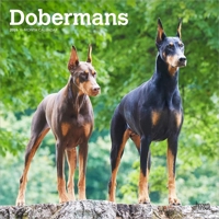 Dobermans 2026 12 X 24 Inch (Hanging) Monthly Square Wall Calendar Plastic-Free B0DYLBNQMQ Book Cover