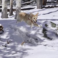 Kobie Dog USA: Colorado 0999844415 Book Cover