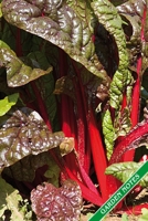 Garden Notes: Chard, Swiss Chard. Format A5, 120 pages, fine grey lined. Journal, diary, notebook and garden planner for everything that happens in the garden throughout the year. 1706109903 Book Cover