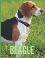 BEAGLE coloring book: Beagle Coloring Book: Activity For Children And Adult Colouring Stress Relieving B0932BG32L Book Cover