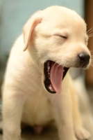 Composition Book: Labrador Retriever Puppy: 140 Page 6x9 Composition Notebook Diary 1981190376 Book Cover