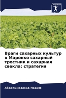 Враги сахарных культур в Марокко сахарный тростник и сахарная свекла: стратегия 6206191230 Book Cover