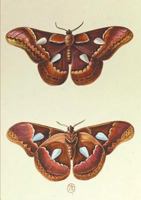 Carnet Ligna(c), Papillons Le Porte-Miroir 201613898X Book Cover