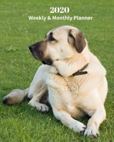 2020 Weekly and Monthly Planner: Monthly Calendar with U.S./UK/ Canadian/Christian/Jewish/Muslim Holidays- Calendar in Review/Notes 8 x 10 in.-Anatolian Shepherd Dog Breed Pets 108684095X Book Cover