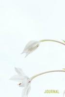 Journal: A calming dairy for Dementia and Alzheimers patients - Wide lined for elderly convenience 1072252511 Book Cover
