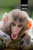 Monkey Ape Week Planner Weekly Organizer Calendar 2020 / 2021 - Frightened Face: Cute Wildlife Animal Pet Bullet Journal Notebook Diary in 6” x 9” Inch Pocket Size 1675637563 Book Cover