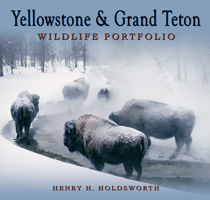 Yellowstone & Grand Teton Wildlife Portfolio 1560378026 Book Cover