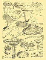 Sketchbook: Mushroom Drawing Journal 8.5 X 11 Personalized Artist Sketchbook 109 Blank Pages For Sketching Drawing and Creative Doodling, Blank Paper For Drawing Sketchbook (Handbook) 1076861725 Book Cover