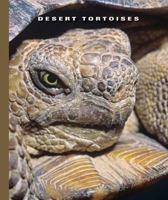 Desert Tortoises (The World of Reptiles) 1592965466 Book Cover