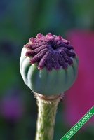 Garden Planner: Poppy seed capsule. Format A5, 120 pages, fine grey lined. Journal, diary, notebook and garden planner for everything that happens in the garden throughout the year. 1706303149 Book Cover