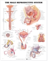 The Male Reproductive System Anatomical Chart 1587790300 Book Cover