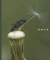 Ants 1592968171 Book Cover