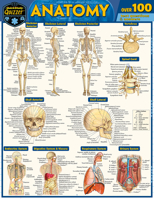 Anatomy Quizzer: a QuickStudy Laminated Reference Guide 1423244125 Book Cover