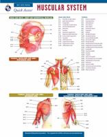 Muscular System - REA's Quick Access Reference Chart (Quick Access Reference Charts) 0738607401 Book Cover