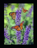 BATEMA: NDIWULIRA BATEMA B08R6NB5P8 Book Cover