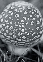 Hamburger Eyes No. 42 1087855608 Book Cover