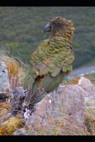 The story of the parrot and the ruling king: Speak boldly B0BHL3ZZ1F Book Cover