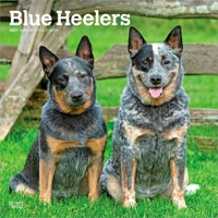 Blue Heelers 2027 12 X 24 Inch (Hanging) Monthly Square Wall Calendar Plastic-Free B0GH96Y9BD Book Cover