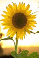 My Day My Way: Sunflower Cover Undated Weekly Planner with Room for Notes and Action Plans 1730795323 Book Cover