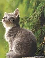 Agenda anual 2020: Agenda anual para 2020, 12 meses, agenda de 52 semanas  con tareas y metas; formato A4+; motivo: junge Katze (Spanish Edition) 1698516266 Book Cover