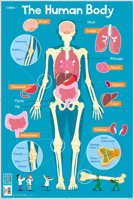 Human Body (Collins Children’s Poster) 0008304815 Book Cover